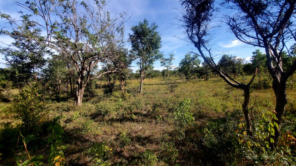 Chaminuka 1-acre titled plots Christmas promotion - limited time 10% discount offer