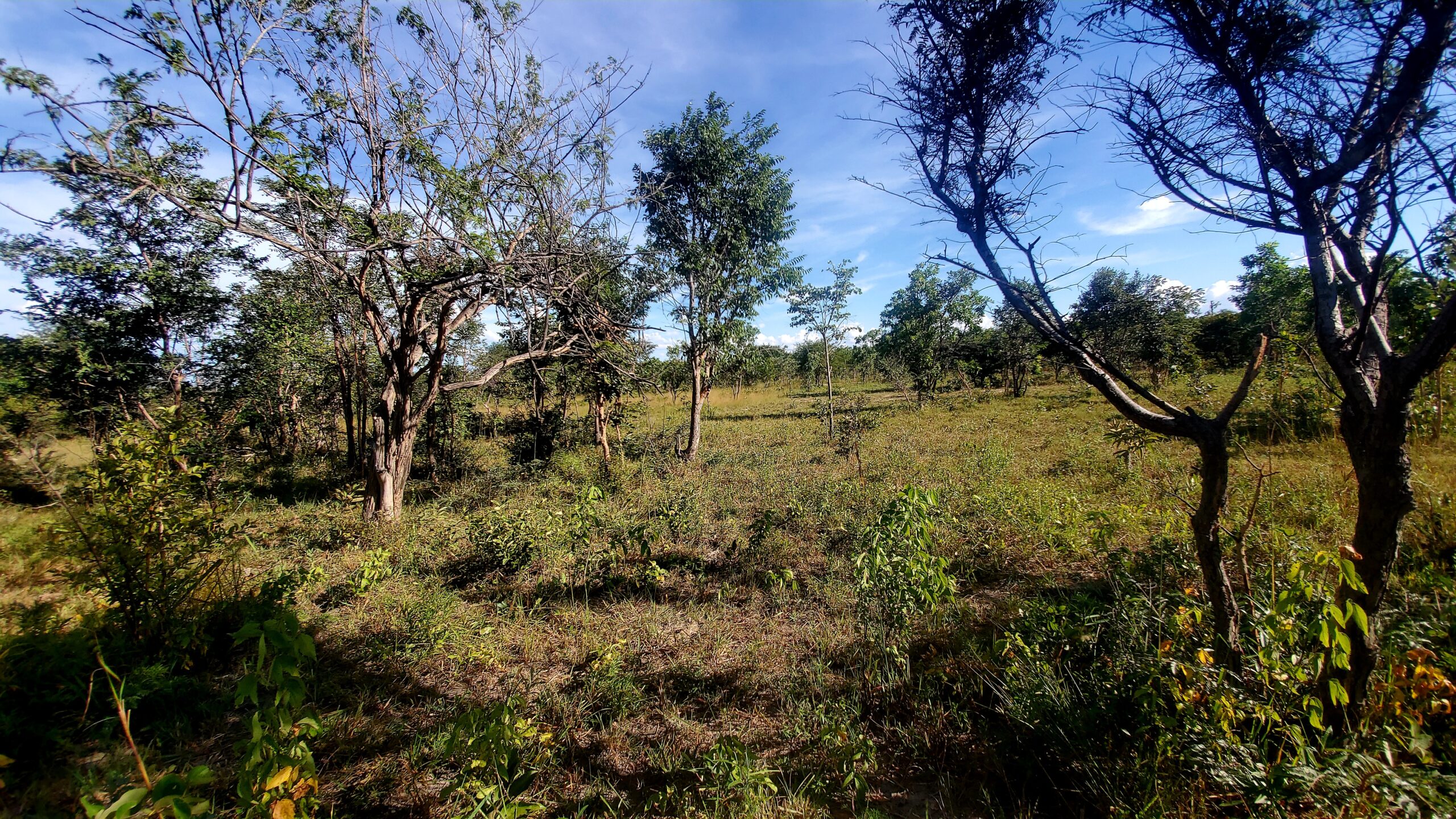 Chaminuka 1-acre titled plots Christmas promotion - limited time 10% discount offer