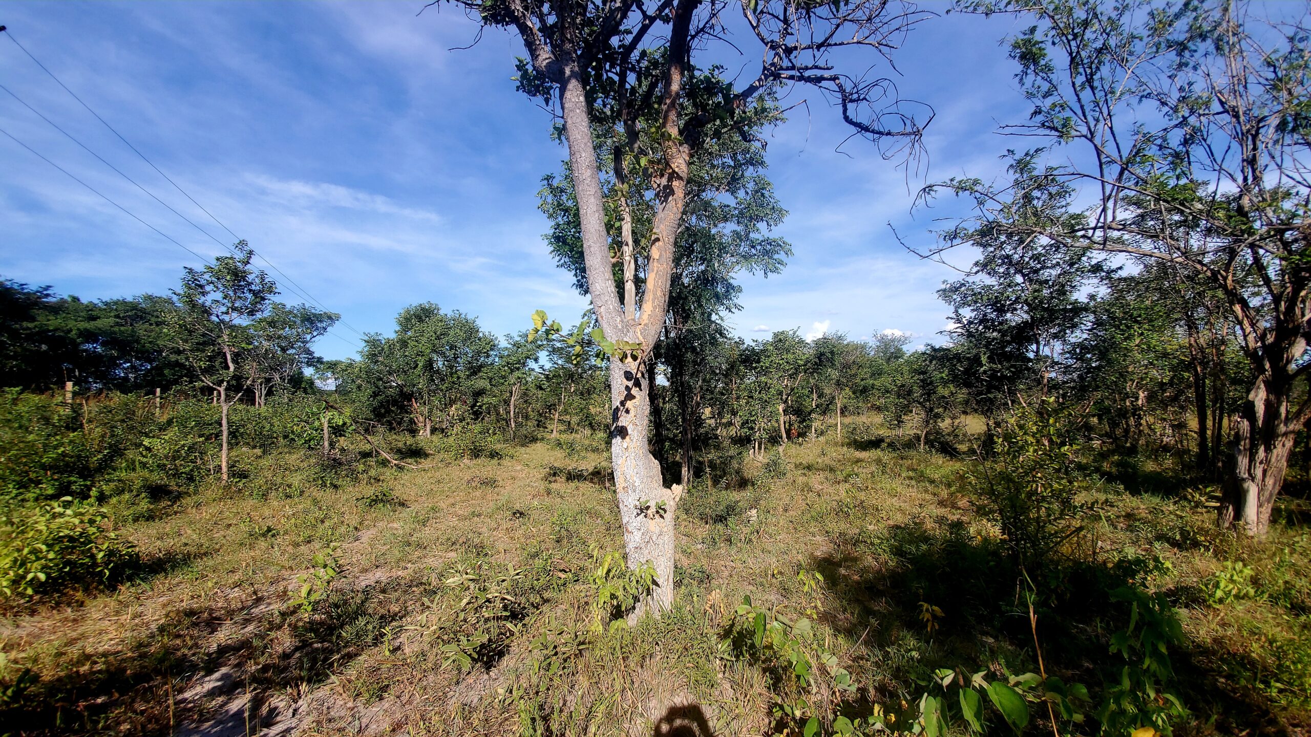 Chaminuka 1-acre titled plots Christmas promotion - limited time 10% discount offer