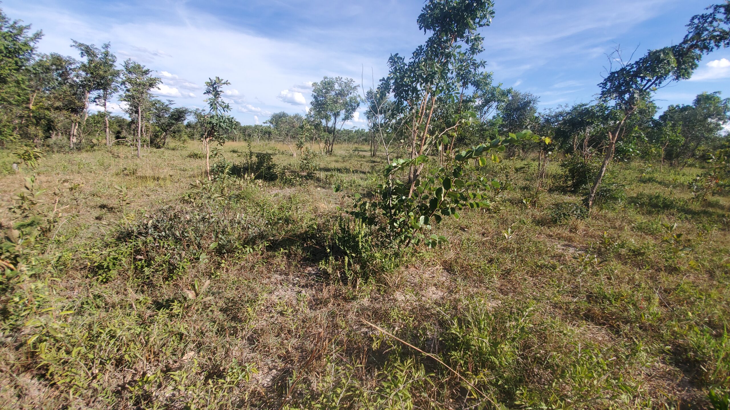 Chaminuka 1-acre titled plots Christmas promotion - limited time 10% discount offer