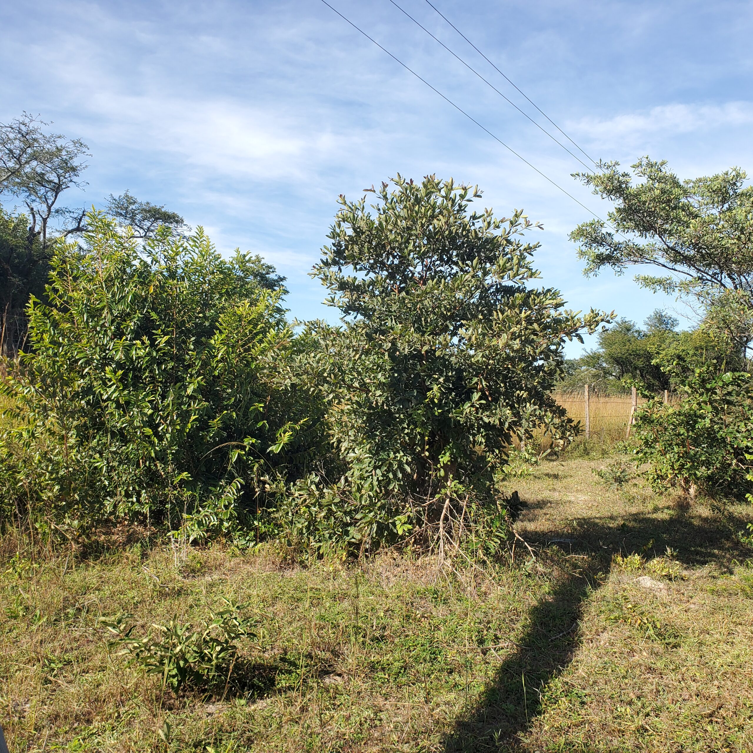 Chaminuka 1-acre titled plots Christmas promotion - limited time 10% discount offer