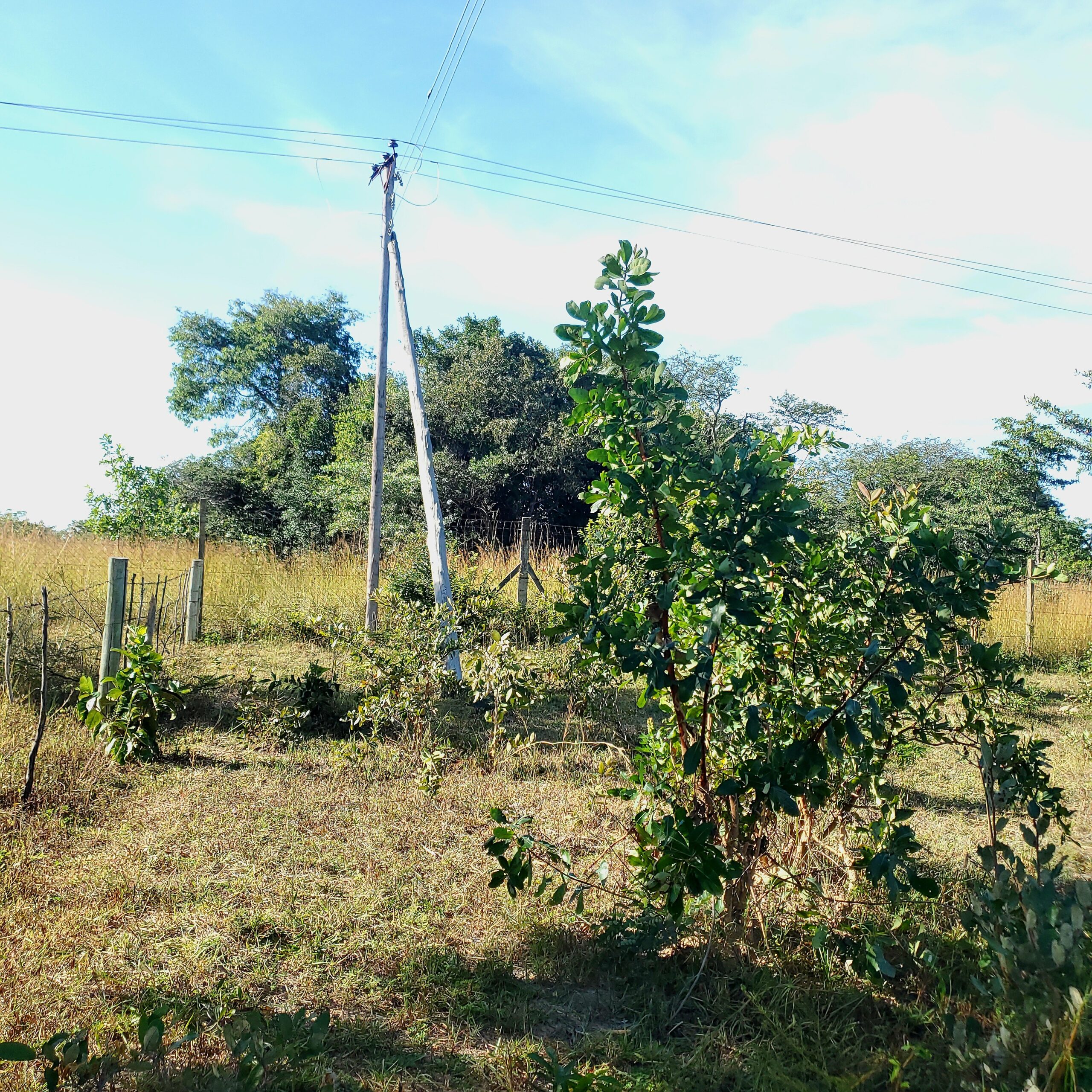 Chaminuka 1-acre titled plots Christmas promotion - limited time 10% discount offer